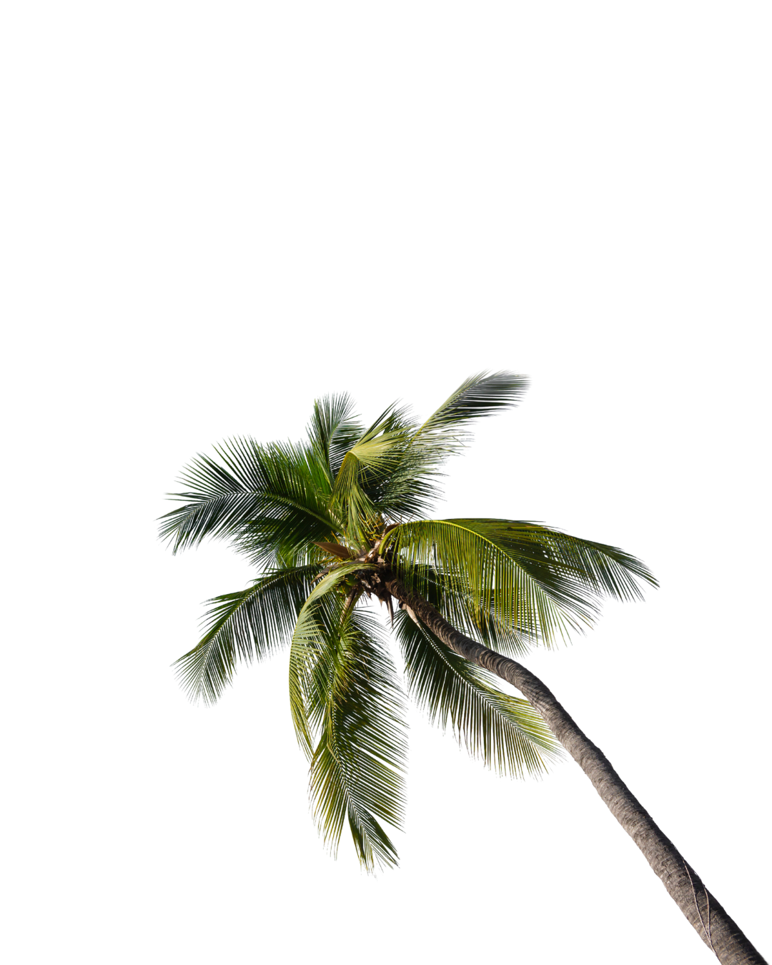 Untitled design (17).png