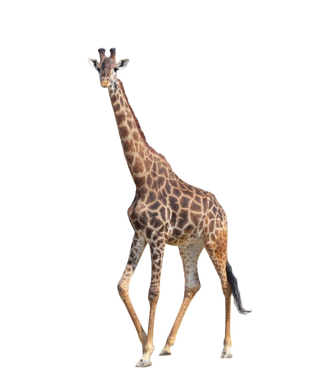 Untitled design (11).png