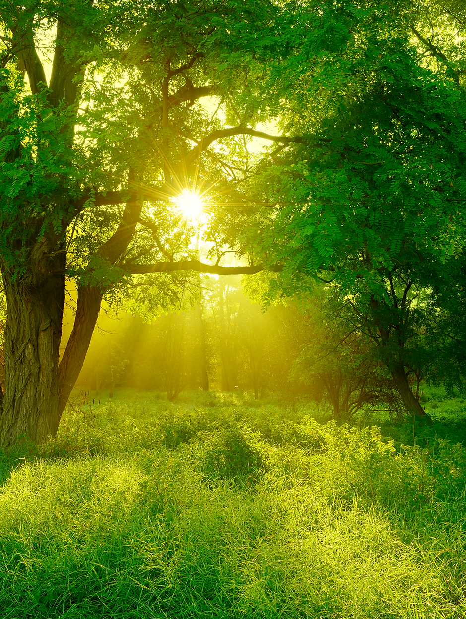 Life Transitions, Grief, & Loss Support Group.png