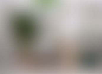 5 PLANTAS QUE PURIFICAN TU HOGAR