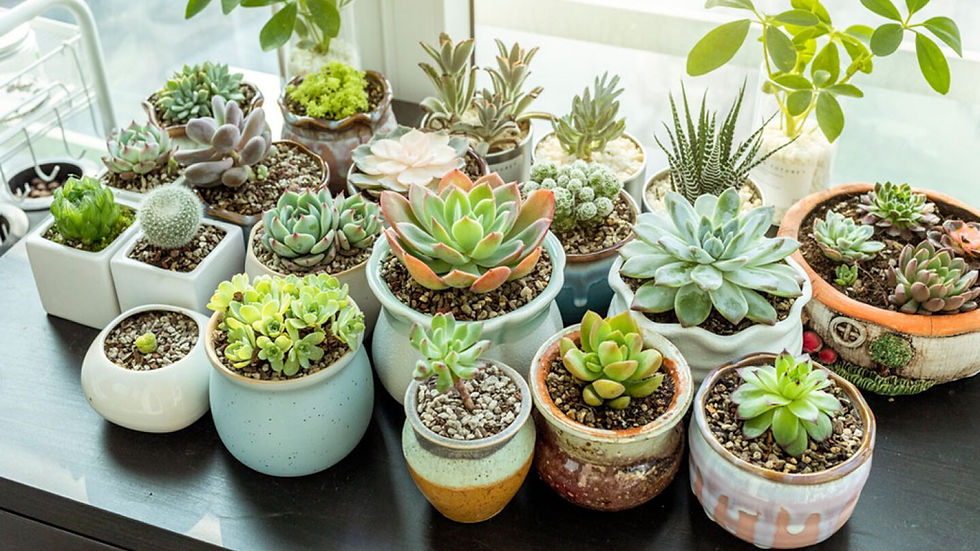 DE CACTUS & OTRAS SUCULENTAS