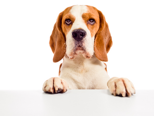MICROCHIP: Bienestar para tu mascota
