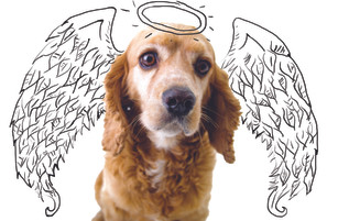 TIEMPO DE DECIR ADIÓS. SERVICIOS FUNERARIOS PARA TU MASCOTA