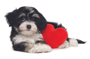 Amor por tu mascota