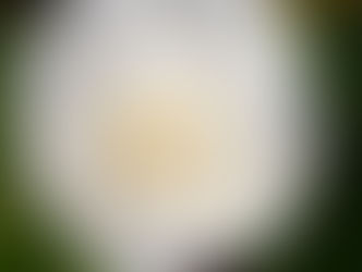 2023 Garden Party Invitation