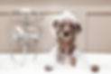 how-to-bathe-dog-1587137329.jpg