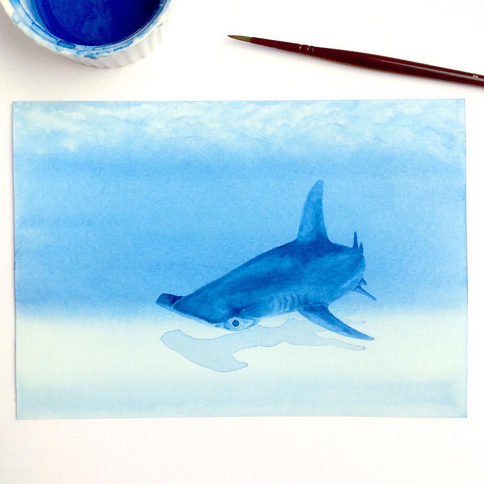 hammerhear shark