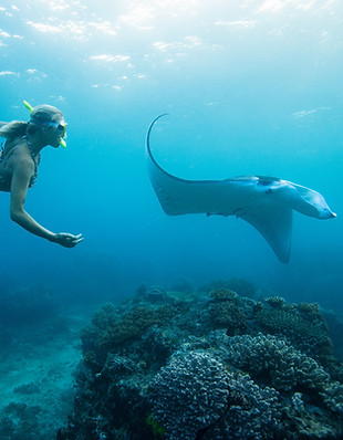 Woman Snorkeling with Stingray