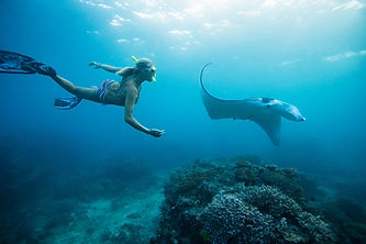 Woman Snorkeling with Stingray