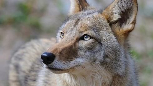 coyote.PNG