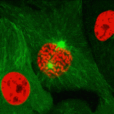 DivCel-mitosis-animated-confocal-2 cells.gif