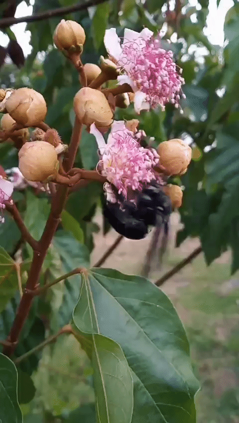 Pollination.gif