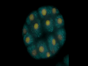 gif 2.gif