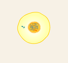 meiosis.gif