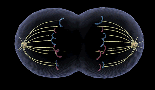 mitosis-gif-telophase-cytokinesis.gif