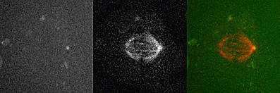 Una-pieza-esencial-de-la-division-celular-sale-a-la-luz.gif