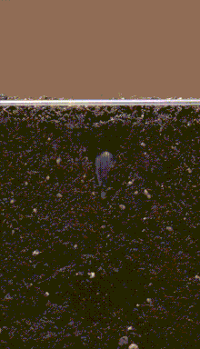 Sunflower_growing_time_lapse.gif
