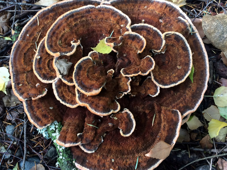 Dyers Polypore produces a wide range of colors including yellow, orange, and greens depending on mordants used.