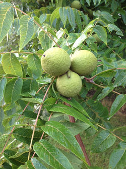Black Walnut Hulls