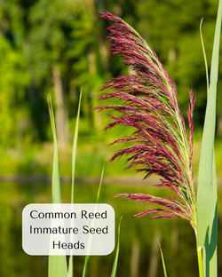 Common Reed Seed Heads