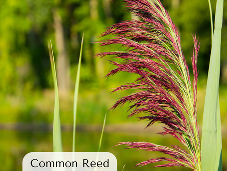 Immature Seed Heads of Common Reeds