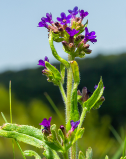 Alkanet