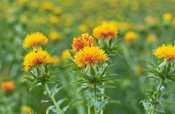 Safflower