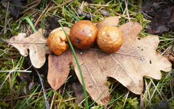 Oak Gall