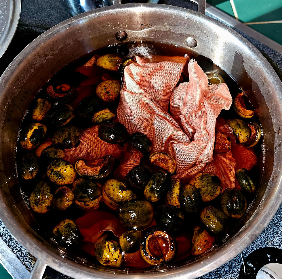 Shagbark Hickory Hulls in the pot with linen.