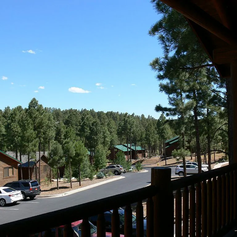 Great View of the Pine Trees