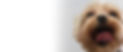 happy dog banner