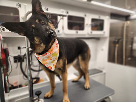 DapperTails of
Long Island, New York