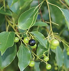 Camphor