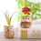Thumbnail: Creative Ceramic Mini Flowerpot Succulent Planter Cute Owl Design