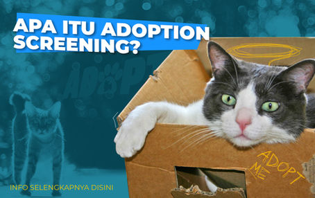 Illustrasi kucing dalam karton yang menginginkan rumah baru (adopsi)