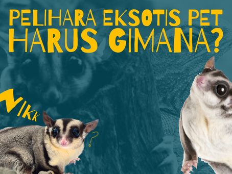 Panduan Lengkap Perawatan Hewan Eksotis di Rumah