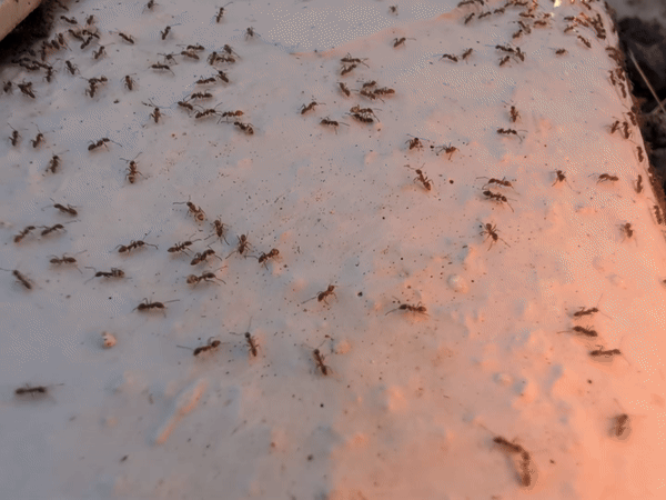 专业团队在Taman Melawati清理壁虎粪便