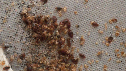 Professional pest control spraying cockroach nest in kitchen in Kajang