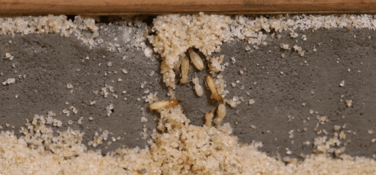 Retakan pada dinding plaster akibat terowong anai-anai