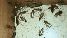 Pest control certificate needed for hotels against bed bugs
