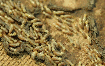 Pest control service training program for technicians