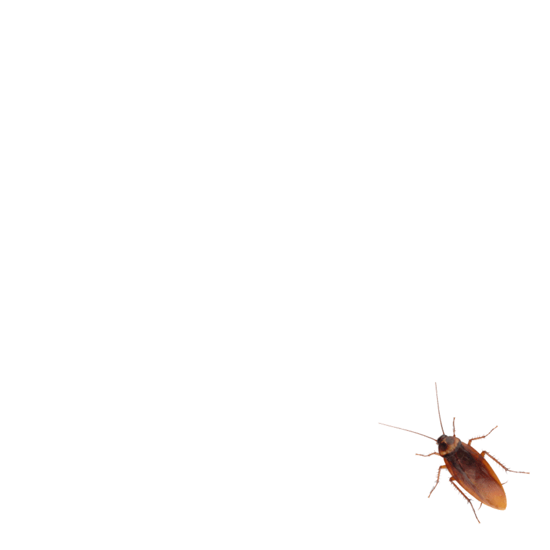 Cockroach pest control for food storage areas in Petaling Jaya.