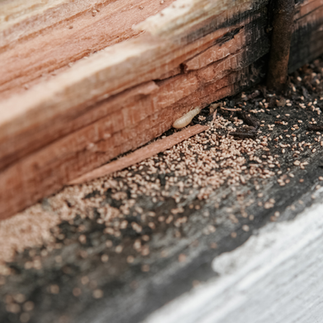 How does pest control check for bed bugs in mattress