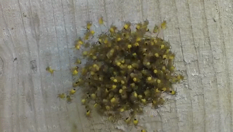 壁虎粪便出现在Bukit Antarabangsa未使用的客房