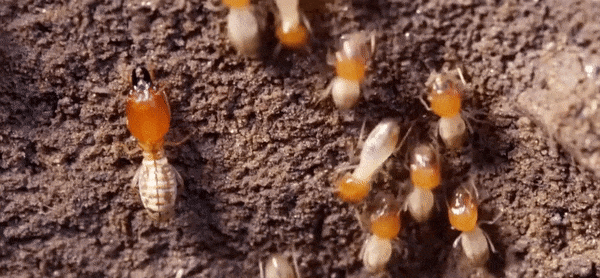 Pest control how many times a year should you book service