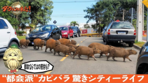 Capivaras de Curitiba são as protagonistas de documentário da TV japonesa
