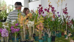 17ª Exposição de Orquídeas, Cactos e Suculentas começa dia 24 de julho na Colônia Murici, em São José dos Pinhais