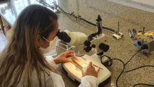 Combate: Paraná monitora arboviroses com sistema eficiente e de baixo custo