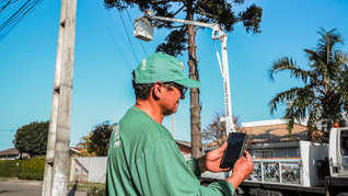 Aplicativo municipal gera mais eficiência na gestão da arborização em Pinhais