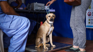 CastraPet vai beneficiar 5,4 mil cães e gatos em maio; agenda começa no feriado
